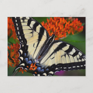Swallowtail Butterfly Postcard