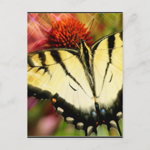Swallowtail Butterfly Postcard