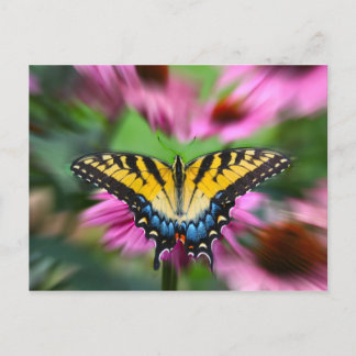 Swallowtail Butterfly Postcard