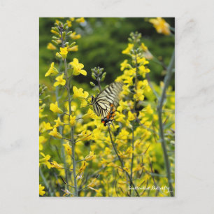 Swallowtail Butterfly:Postcard ポストカード Postcard