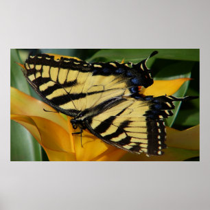 Swallowtail Butterfly Poster