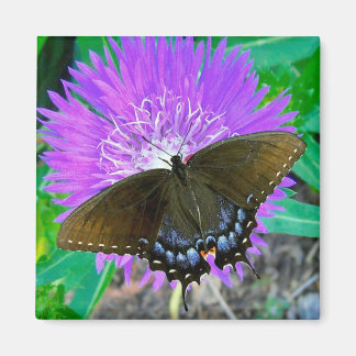 Swallowtail Butterfly, Purple Pixie Flower Magnet