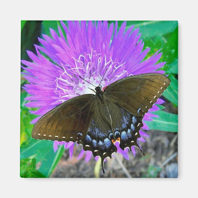 Swallowtail Butterfly, Purple Pixie Flower  Magnet (Front)