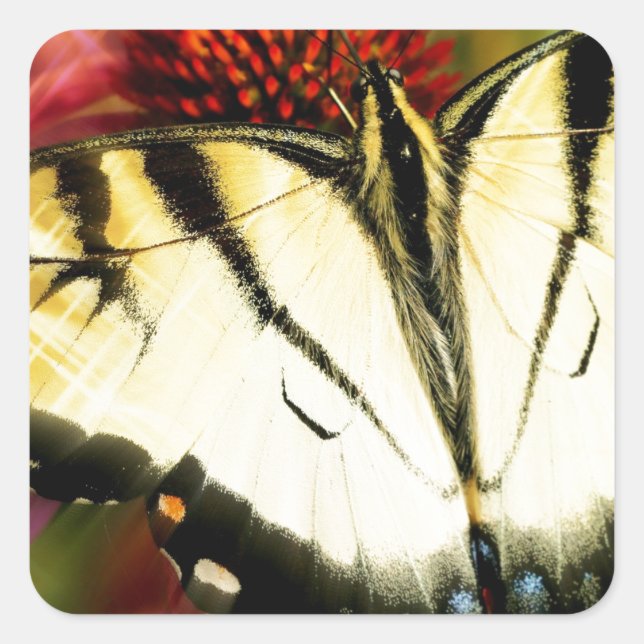 Swallowtail Butterfly Square Sticker (Front)