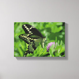 Swallowtail Butterfly Stretched Canvas Print