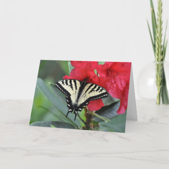 Swallowtail Butterfly with Wings Open Card (Front)