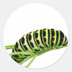 Swallowtail caterpillar classic round sticker