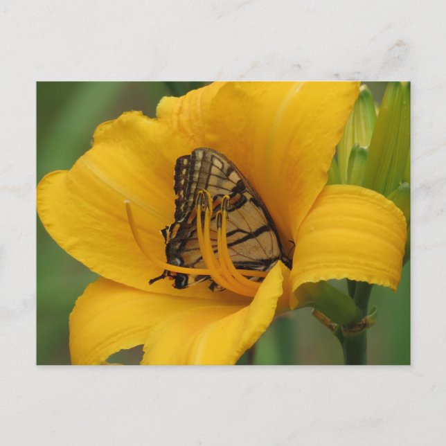 Swallowtail Lily - Butterfly Postcard (Front)