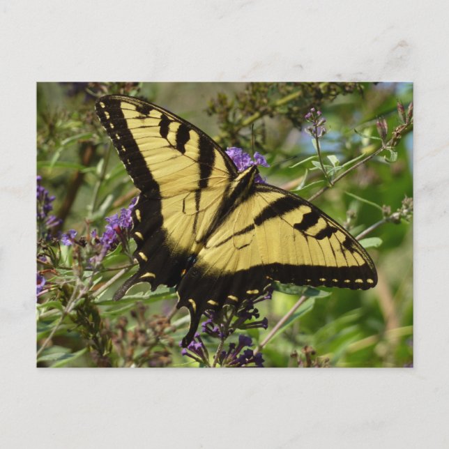 Swallowtail on Butterfly Bush Postcard (Front)