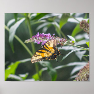 Swallowtail on Butterfly Bush Poster