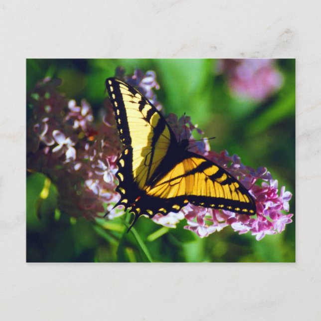 Swallowtail on Lilac Postcard (Front)