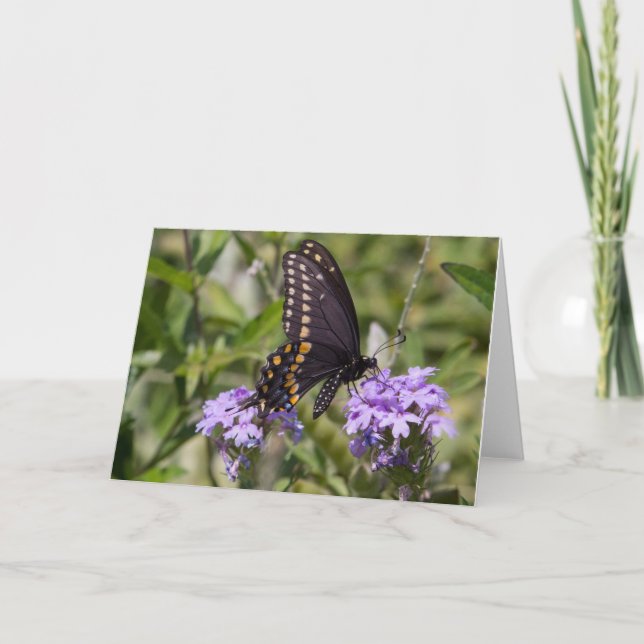 Swallowtail on Prairie Verbena Card (Front)