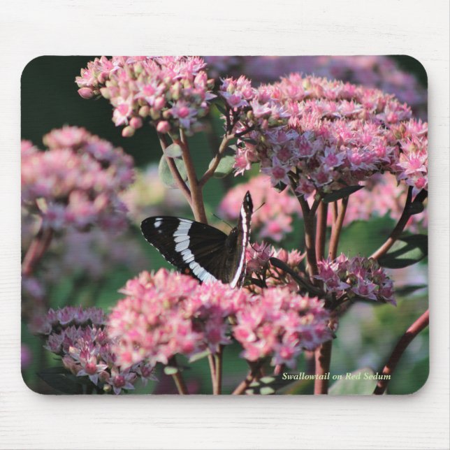 Swallowtail on Red Sedum Mouse Pad (Front)
