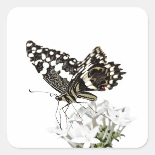 Swallowtail perched in white square sticker