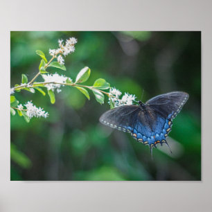 Swallowtail Poster
