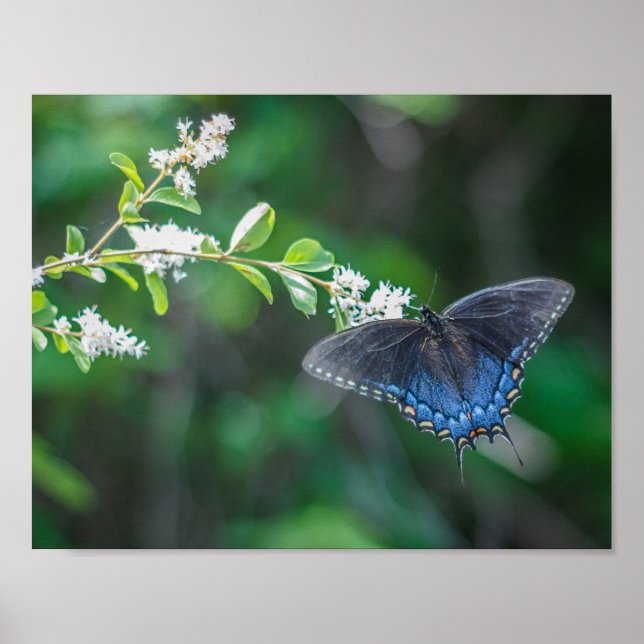 Swallowtail Poster (Front)