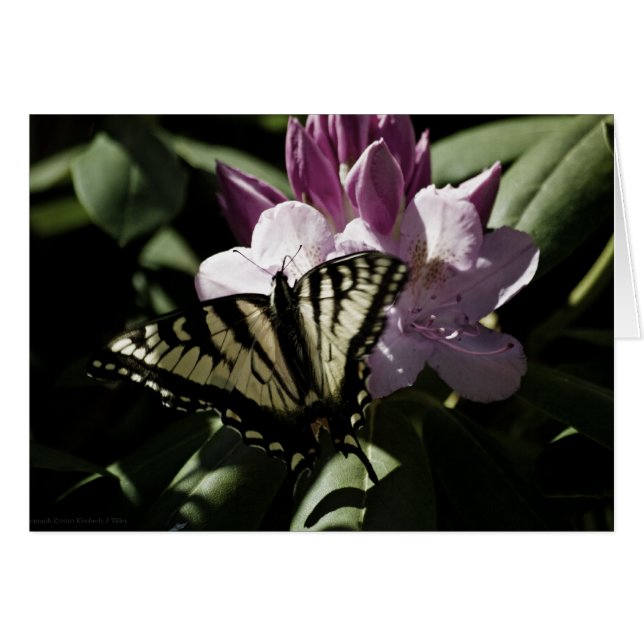 Swallowtail & Rhododendron Card (Front Horizontal)