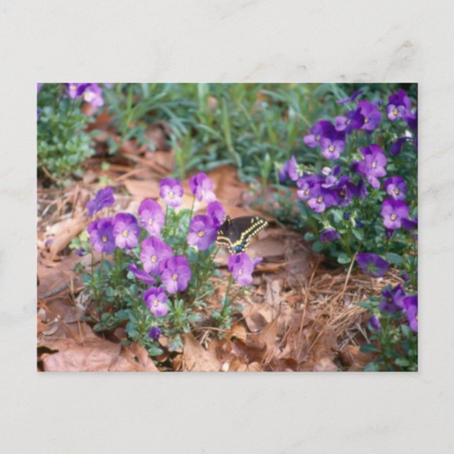 Swallowtail & Viola Postcard (Front)