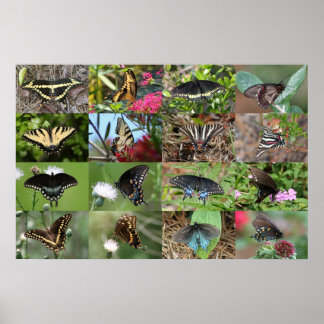Swallowtails of the Southeast Poster