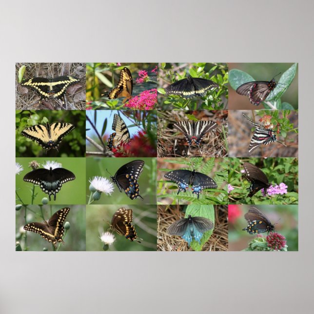 Swallowtails of the Southeast Poster (Front)