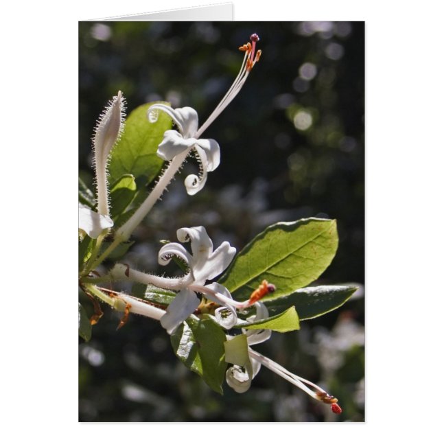 Swamp Azalea (Front)