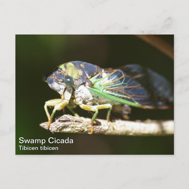 Swamp Cicada Postcard (Front)