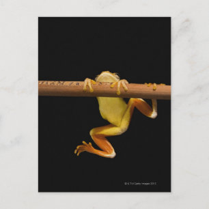 Swamp frog (Limnonectes Leytensis) Postcard