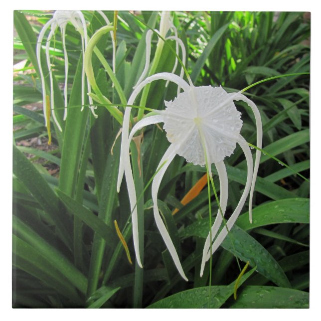 Swamp Lily Ceramic Tile Trivet 6 x6 (Front)