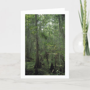 Swamp Serenity Custom Louisiana Greeting Cards