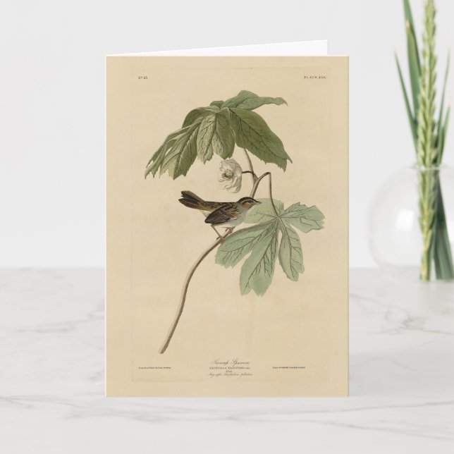 Swamp Sparrow from Audubon's Birds of America Card (Front)
