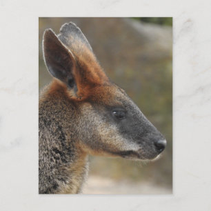 Swamp Wallaby Postcard