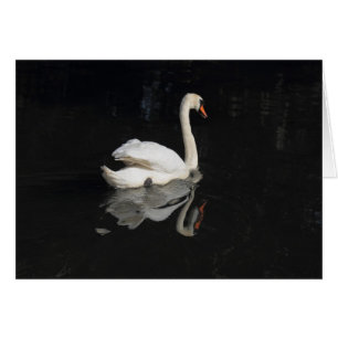 Swan