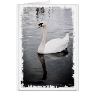 Swan