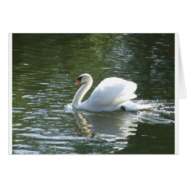 Swan (Front Horizontal)
