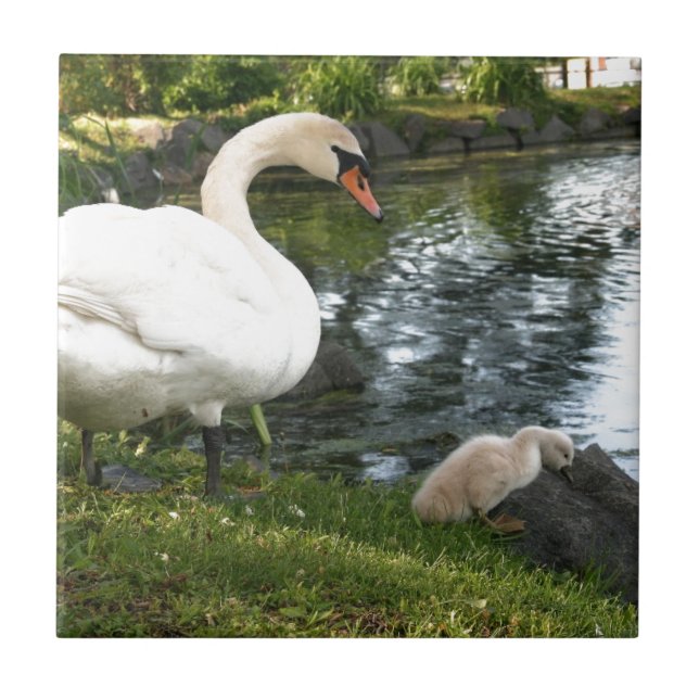 Swan and cygnet Ceramic Tile (Front)