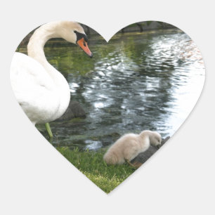Swan and cygnet Heart Stickers
