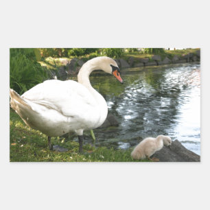 Swan and cygnet Rectangle Stickers