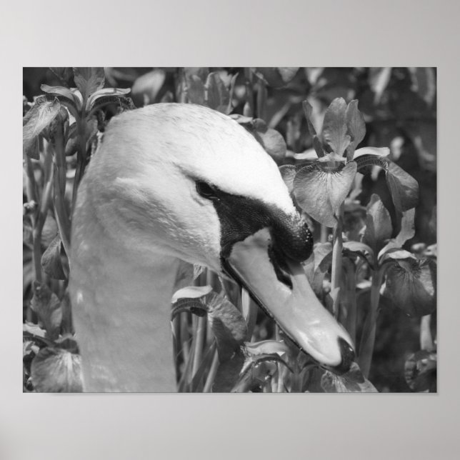 Swan And Irises Animal Black And White  Poster (Front)