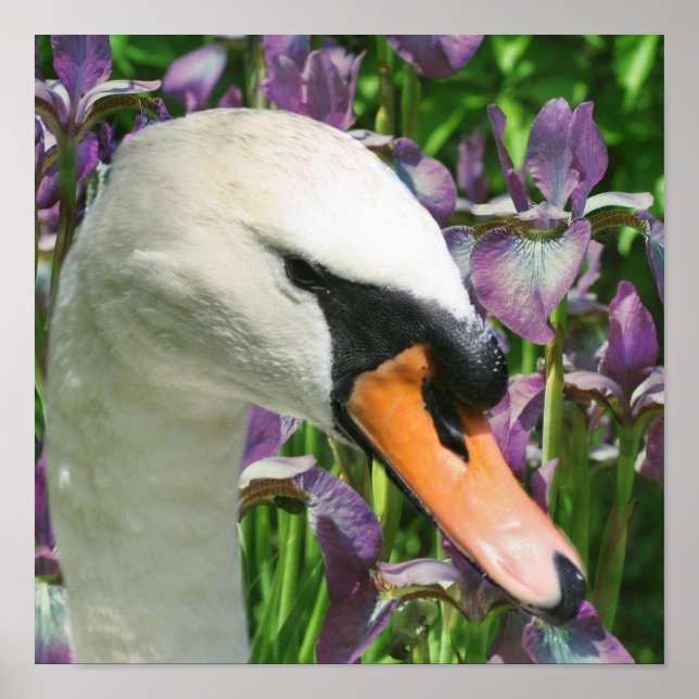 Swan And Purple Iris Flowers Poster (Front)