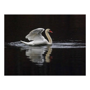 Swan and Reflections Poster