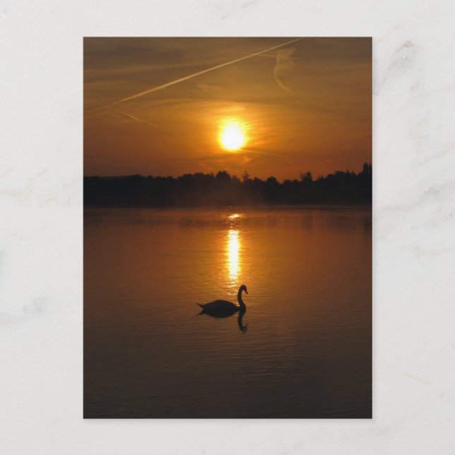 Swan and sunset postcard (Front)