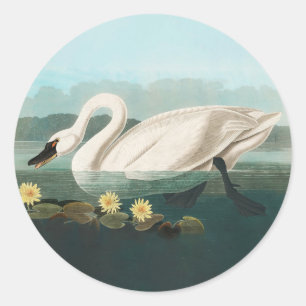 swan audubon bird white water swans classic round sticker