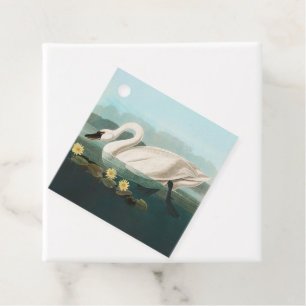 swan audubon bird white water swans favour tags