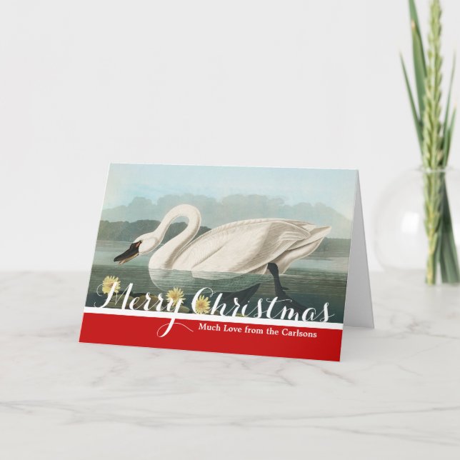 swan audubon bird white water swans holiday card (Front)