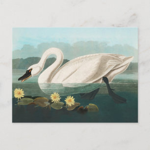 swan audubon bird white water swans postcard