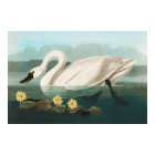 swan audubon bird white water swans