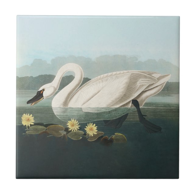 swan audubon bird white water swans tile (Front)