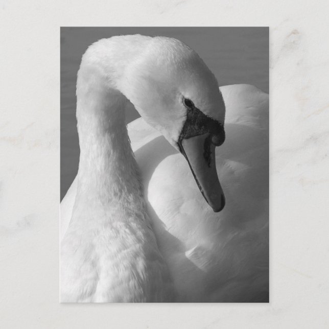 Swan B&W Postcard (Front)