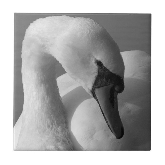 Swan (B&W) Tile (Front)