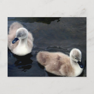 Swan babies - postcard